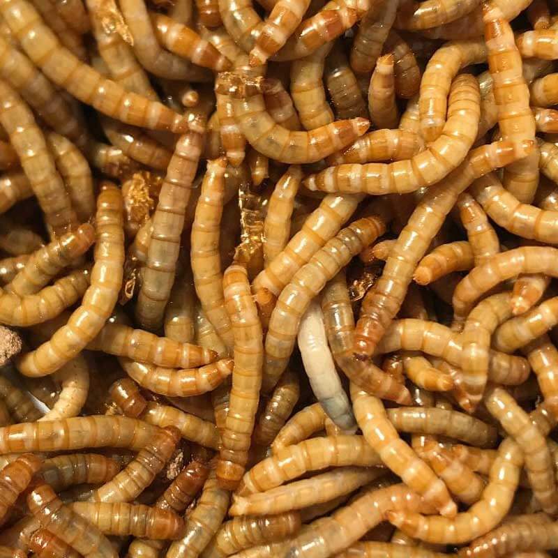 Live Mealworms