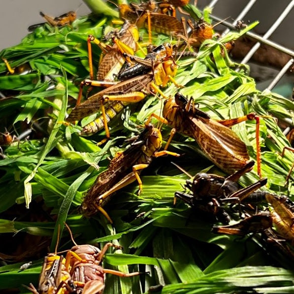 Live Locusts Reptile Feed