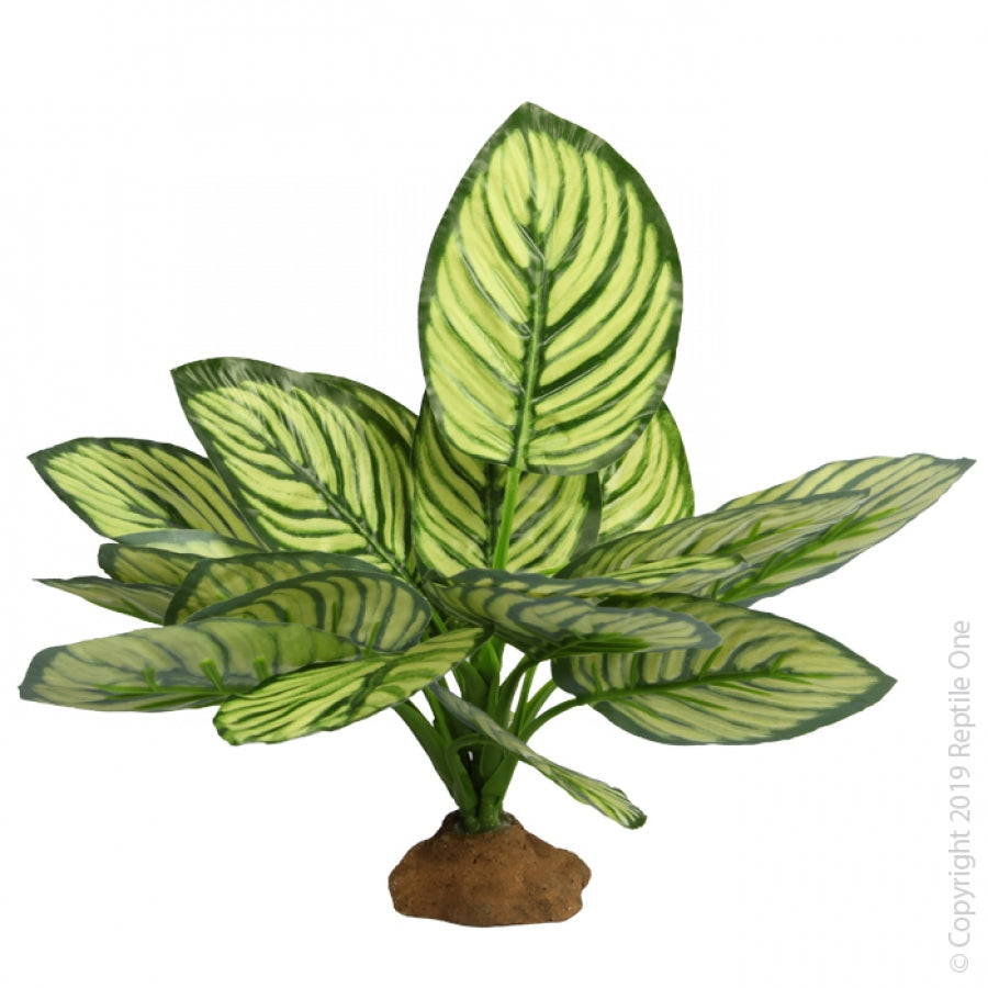 Reptile One Plants Christchurch Wilderness Woodend Best Reptile Supplies