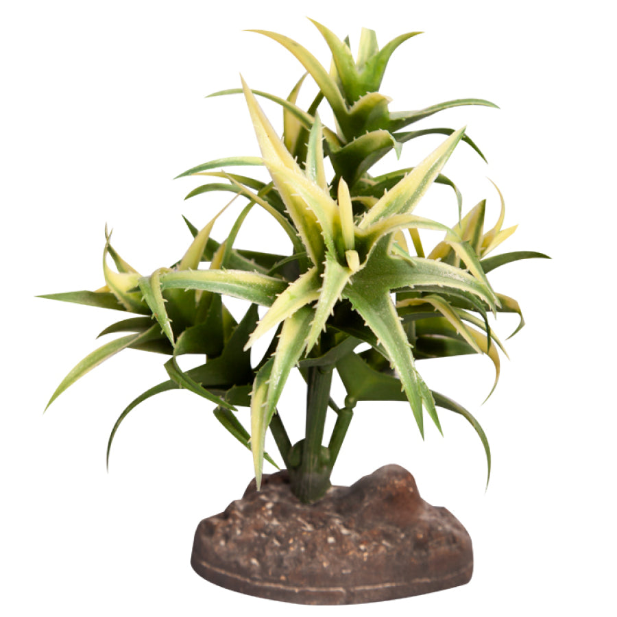 reptile terrarium plants for sale Reptile One Flexuosa Green Plant NZ | Terrarium Decor