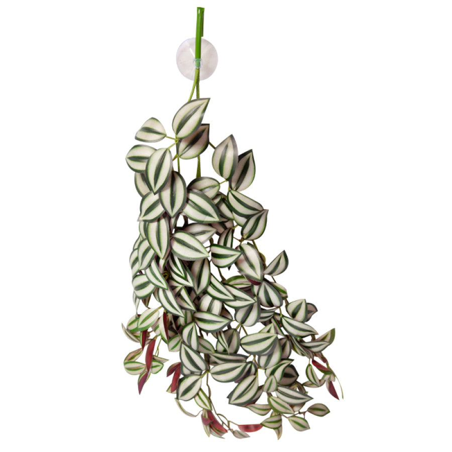 Hanging plant with striped leaves on a white background Reptile One Plant Bearded Dragon Plant NZ Wilderness Woodend UVB Lights