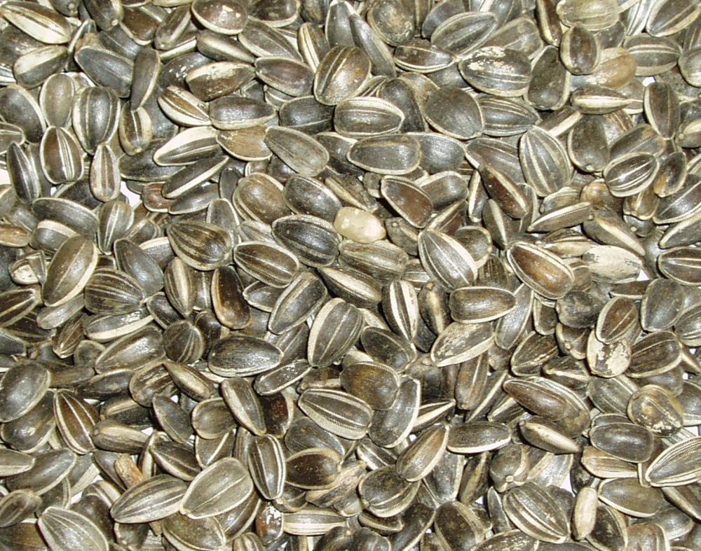 Topflite NZ sunflower seed Wilderness Woodend best bird supplies online