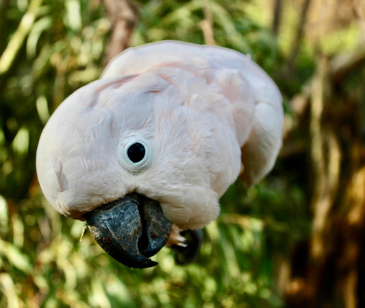 Support Our Wildlife — Make a Donation