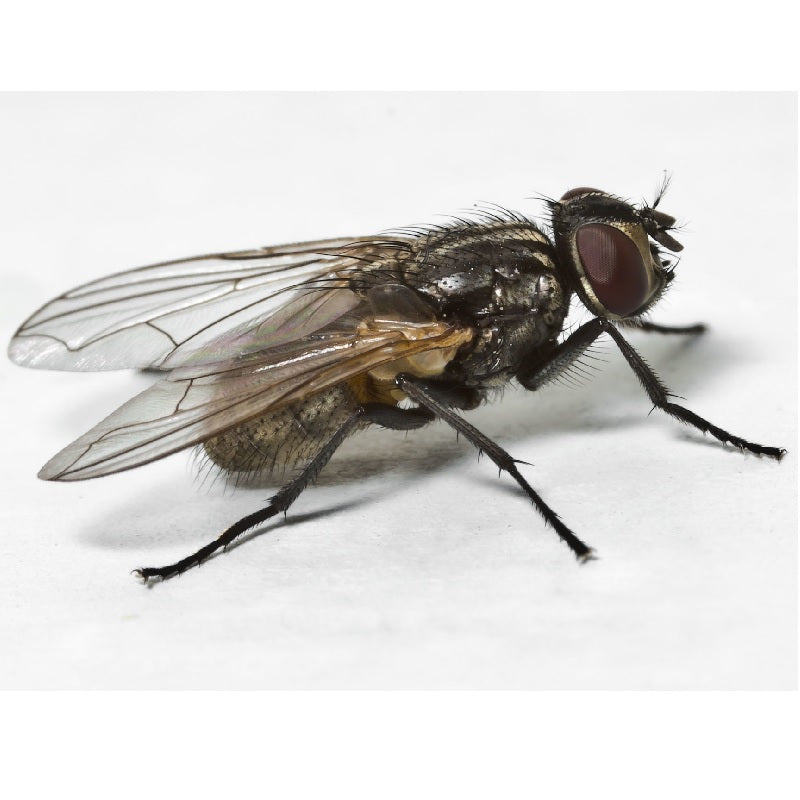 Live House Flies