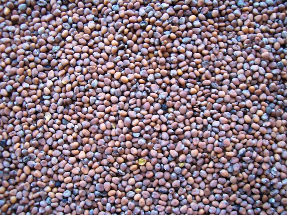 Non Ripe Raddish Topflite Raddish Seed 20kg – Wilderness Woodend