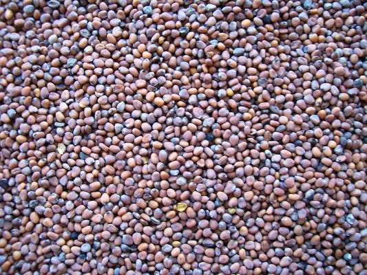 Topflite Raddish Seed 20kg