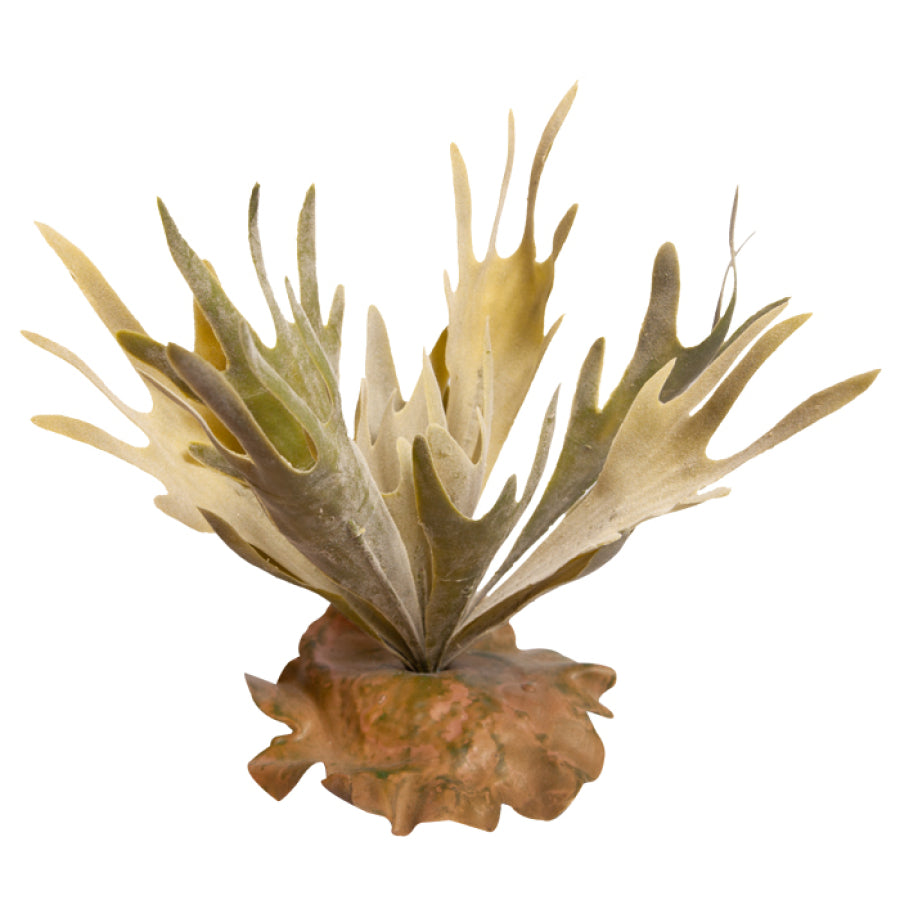 Reptile One Plant - Fishbone Cactus Green Medium 28cm