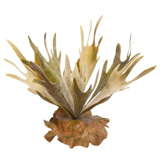 Reptile One Plant - Fishbone Cactus Green Medium 28cm