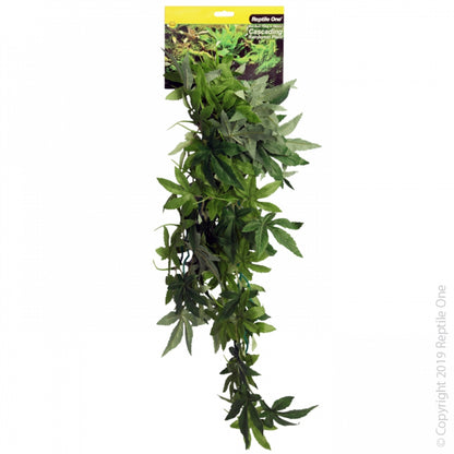 Reptile One Plant - Hanging Sativia