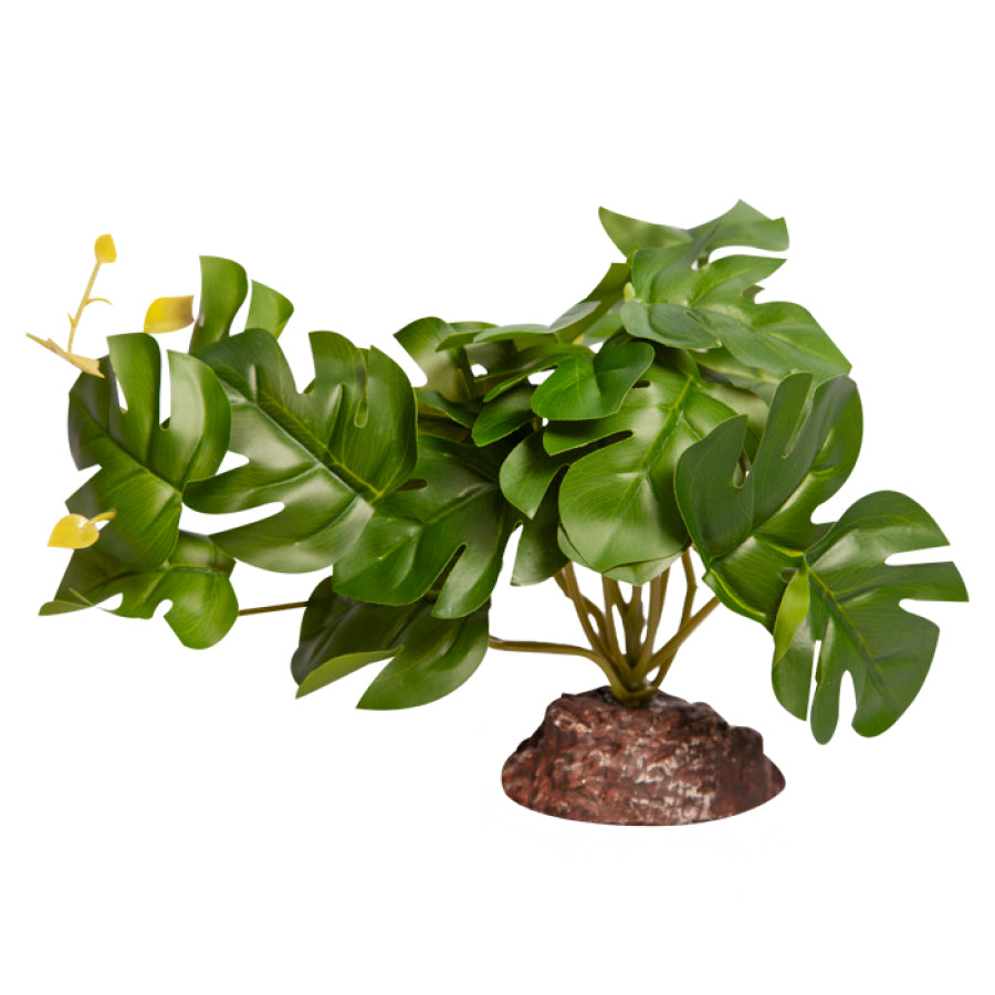 Reptile One Plant - Rhaphidophora Green Medium 17cm