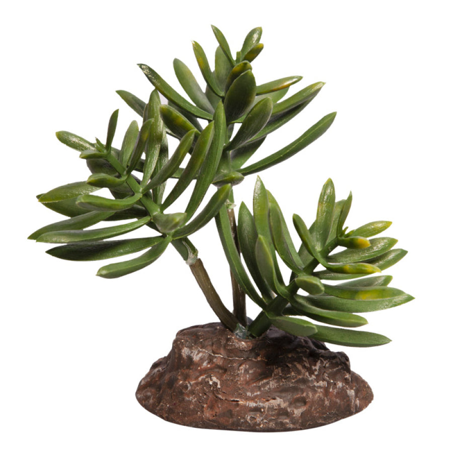 Reptile One Plant Senecio Wilderness Woodend Pet Lizard Supplies Online Christchurch