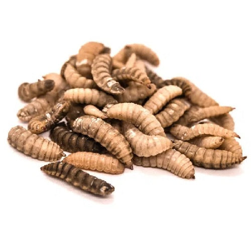 Live Black Soldier Fly Larvae 50pk