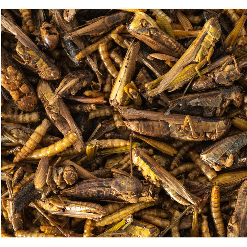 Dried Insect Color Topflite Dried Insect Medley Mix 125g | Birds, Chickens & Reptiles ...