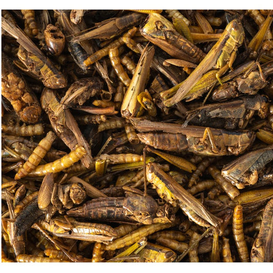 Topflite Insect Feed Poultry Chicken Duck Food